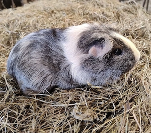 Meerschweinchen Damen halbes bis 1 Jahr 