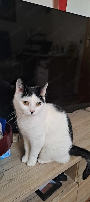 Katze " Minka " kastriert