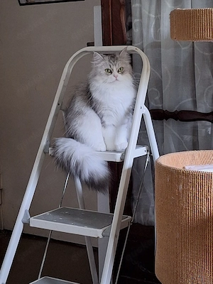 weibl. Katze ca 1 Jahr kastriert 