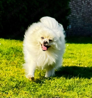 Reinrassiger Pomeranian Zwergspitz Deckrüde