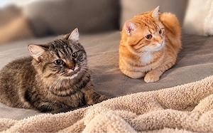 Zwei Katzen mit komplettem Zubehör abzugeben