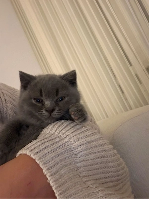BKH kitte kater   champion 