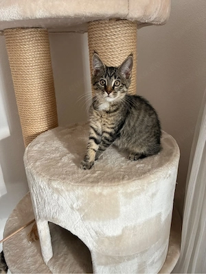 Maine coon kitten