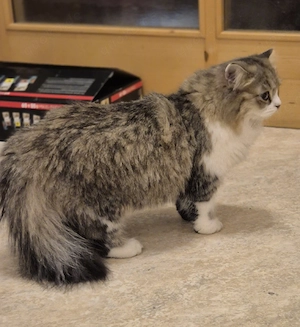Sibirsche katze