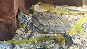 männliche Wasserschildkröte