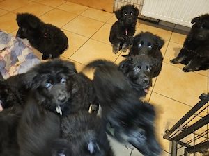 Altdeutsche Schäferhund Welpen 