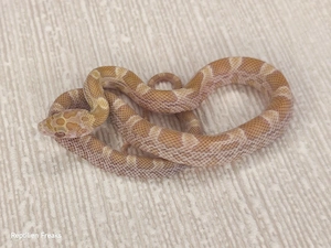 0.1 Topaz Sunkissed het. Hypo Amel Kornnatter