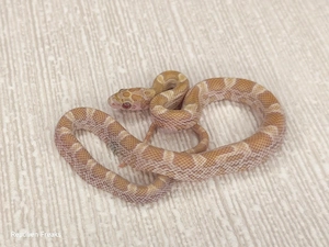 0.1 Topaz Sunkissed het. Hypo Amel Kornnatter