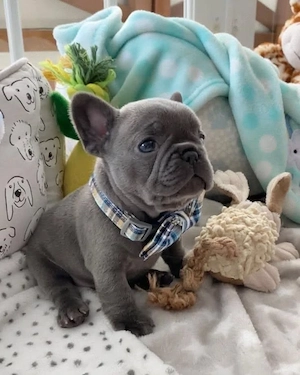 Französische Bulldoggen-Welpen suchen ein neues Zuhause! 