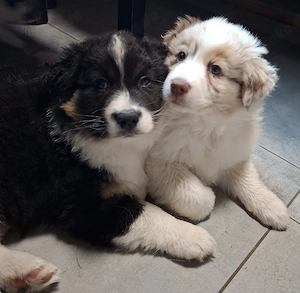 Australian Shepherd Welpen suchen neues Zuhause 