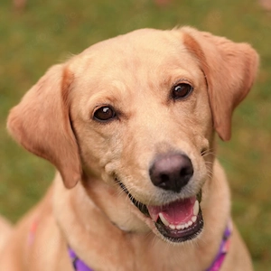Elektra - 3 Jahre - Labrador Mix - Tierhilfe Franken e.V.