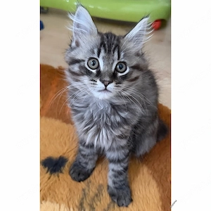 noch ein kleines seltenes japanisches bobtail maine coon mix mädchen sucht seine familie 