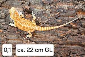 Bartagame "Rot-Orange" (Weibchen) NZ'26