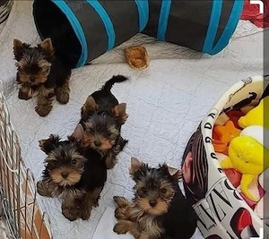 Yorkshire Terrier 12 Wochen mit Papieren 