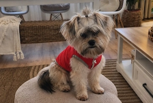 Morkie Roni, 8 Monate, sucht liebevolles Zuhause