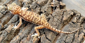 1,2 Ägyptischer Sandgecko (Stenodactylus petrii) NZ'25