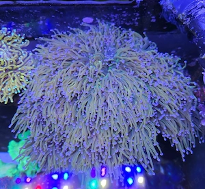 Euphyllia US Holy Grail