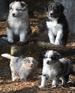 Süße Australian Sheperd Welpen suchen ihr Traumzuhause!