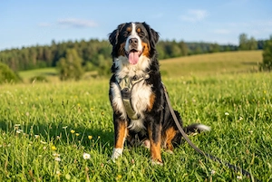 König Ludwig - 5 Jahre - Berner Sennenhund  - Tierhilfe Franken e.V.