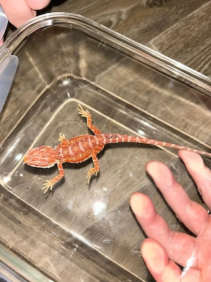 Bartagamen Pogona vitticeps half red Monster,red het Hypo leatherback etc