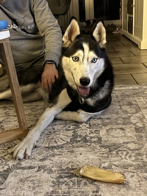 Husky 5 Jahre sterilisiert 