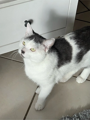 kater abzugeben 