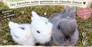 Kaninchen Familie sucht zusammem ein neues artgerechtes Zuhause 
