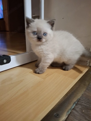 BKH  Reinrassige Babykatzen 