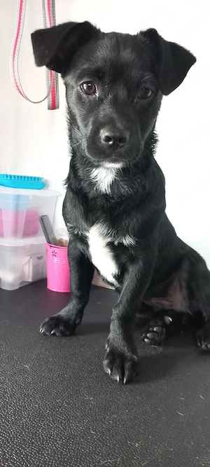 Herzbube sucht lievevolles Zuhause