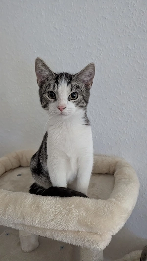 2 liebevolle Katzen abzugeben ( Kitten: Kater + Katze )