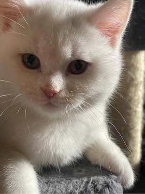 BKH und BLH Britisch Kurzhaar Kitten