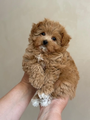 Zauberhafte Maltipoo Welpen   kleine Familienlieblinge suchen ein Zuhause