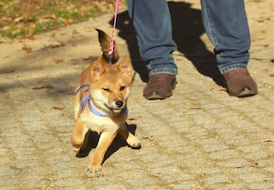YUKO   eine süße Hündin der Rasse SHIBA INU