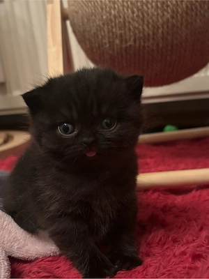 Britische Kurzhaar KITTEN !!