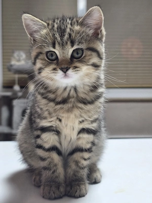 Britisch Kurzhaar BKH- Kitten 