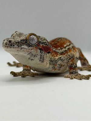 Höckerkopfgecko Orange Stripe | House 44 Reptiles