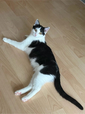 Liebevolle 6 Monate alte Katze sucht zuhause 