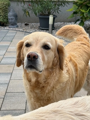 Deckrüde Golden Retriever gesucht
