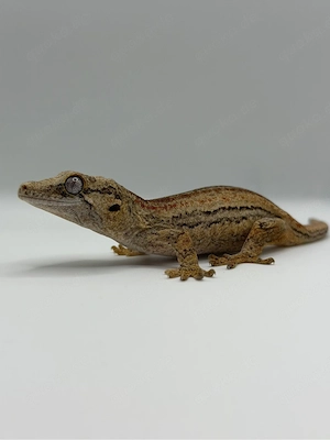 Höckerkopfgecko Red stripe  | House 44 Reptiles