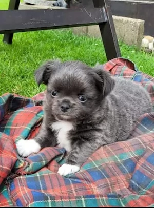 Reinrassige Chihuahua-Welpen 