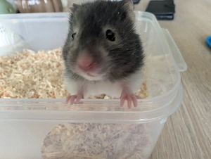 Kleine süße Goldhamster Baby,s abzugeben 