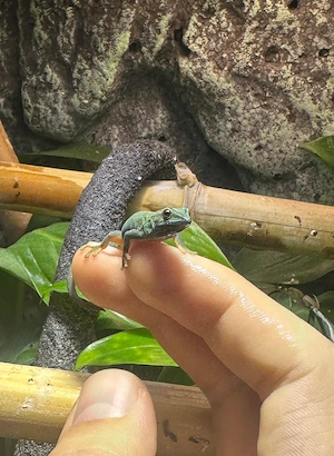 Lygodactylus Williamsi Männchen 1.0 aus eigener Nachzucht