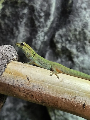 Lygodactylus Williamsi Weibchen 0.1 aus eigener Nachzucht