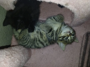 Wunderschöne Kitten 