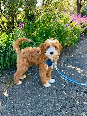 Kimba, Mini Goldendoodle