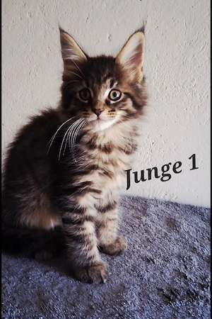 Wunderschöne Maine coon kitten 