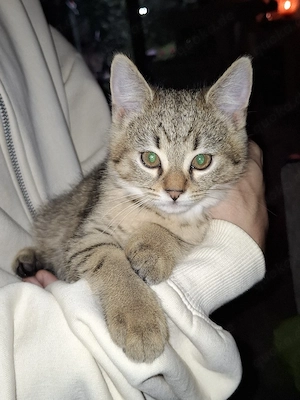 2  kitten abzugeben