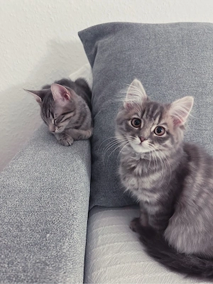 Perserkatze, 4 Monate alt