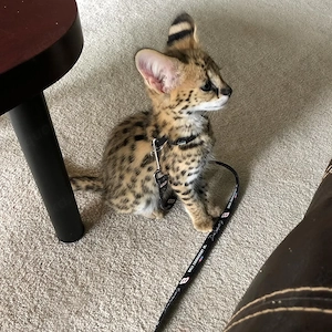 Wunderschöne 6 Monate alte Serval-Dame