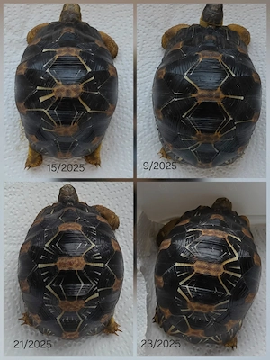 Astrochelys radiata  Strahlenschildkröten 2025  2024